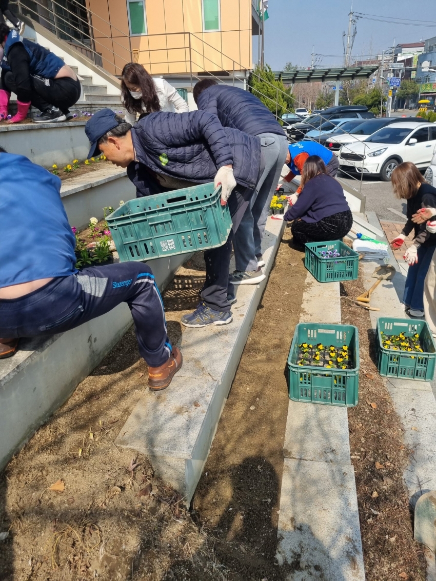 안산시 일동, 봄맞이 봄꽃 식재로 화단 새단장