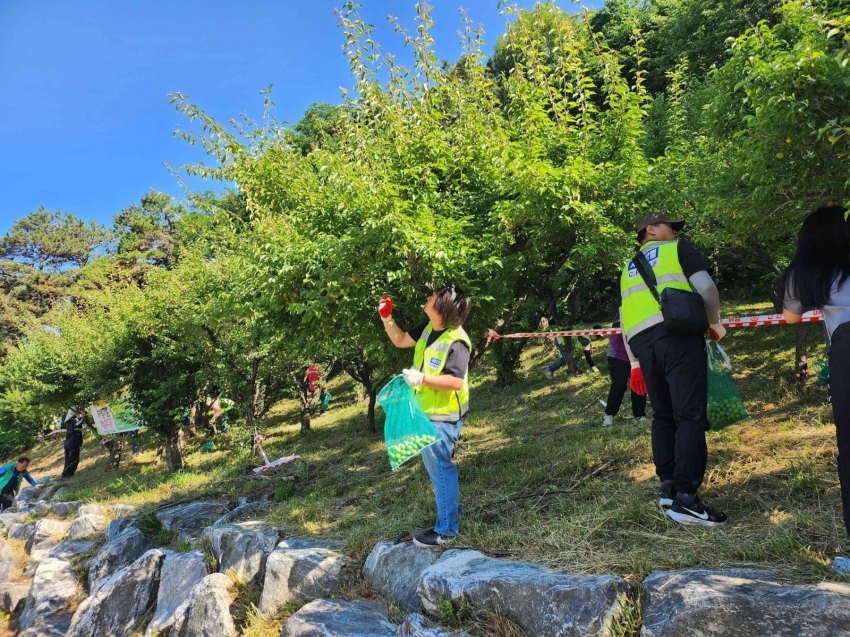 안산시 이동, 주민과 함께 가꾼 매화동산‘2026년 매실따기’행사