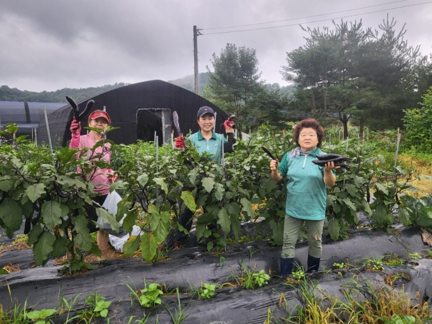 안산시 와동 새마을회, 직접 키운 제철 농작물로 따뜻한 나눔 실천