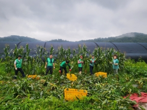 안산시 와동 새마을회, 직접 키운 제철 농작물로 따뜻한 나눔 실천